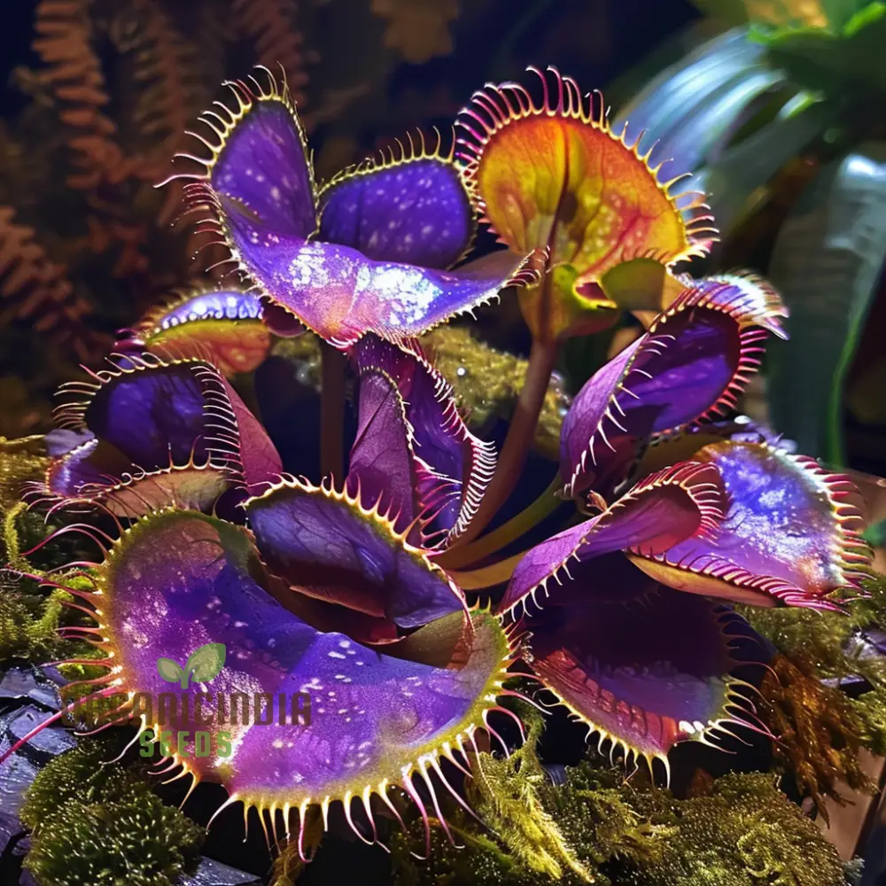 Venus Fly Trap Flower Seeds in Vibrant Violet Elevate Your Gardening with Exotic and Stunning Blooms