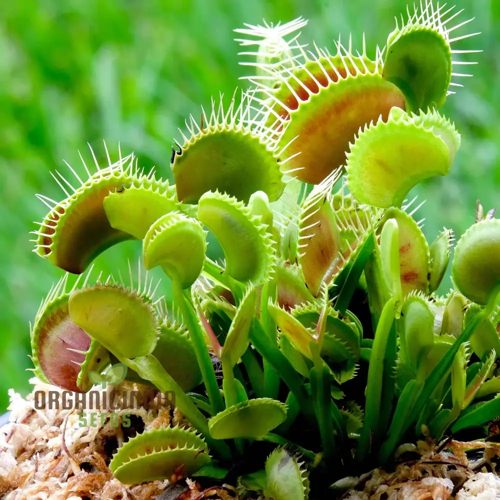 Venus Fly Trap Flower Seeds in Vibrant Violet Elevate Your Gardening with Exotic and Stunning Blooms - Image 3