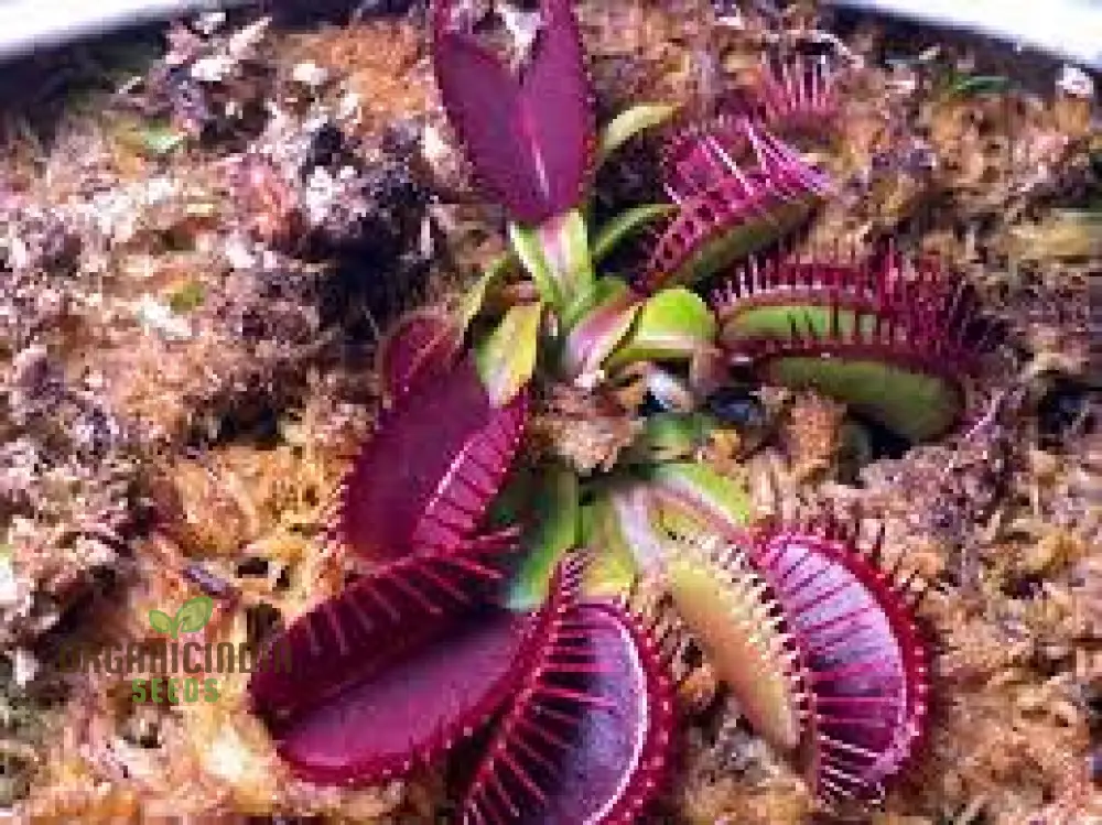 Venus Fly Trap Flower Seeds in Vibrant Violet Elevate Your Gardening with Exotic and Stunning Blooms - Image 4