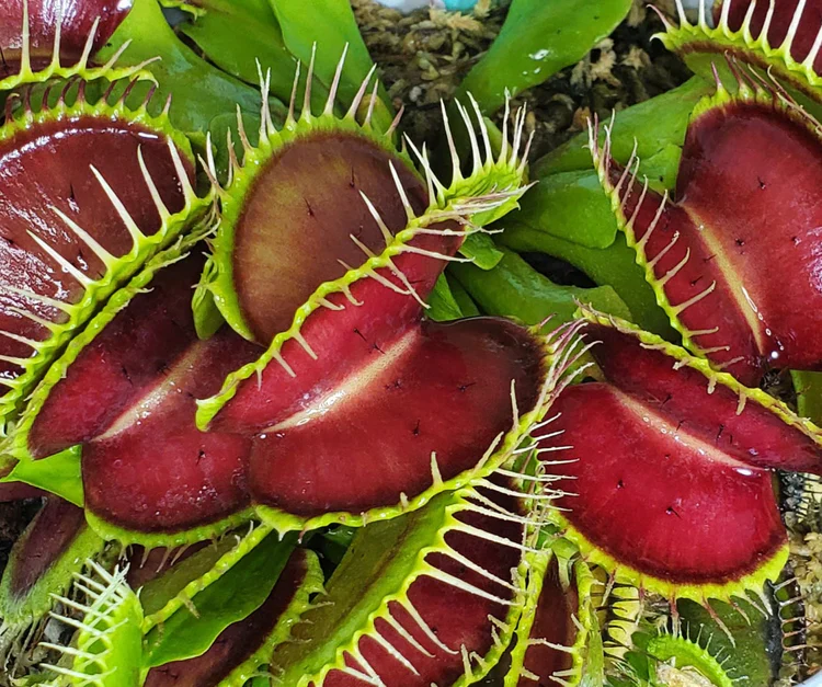 Venus Flytrap Seeds – Carnivorous Indoor Outdoor Plants, Full Sun Variety