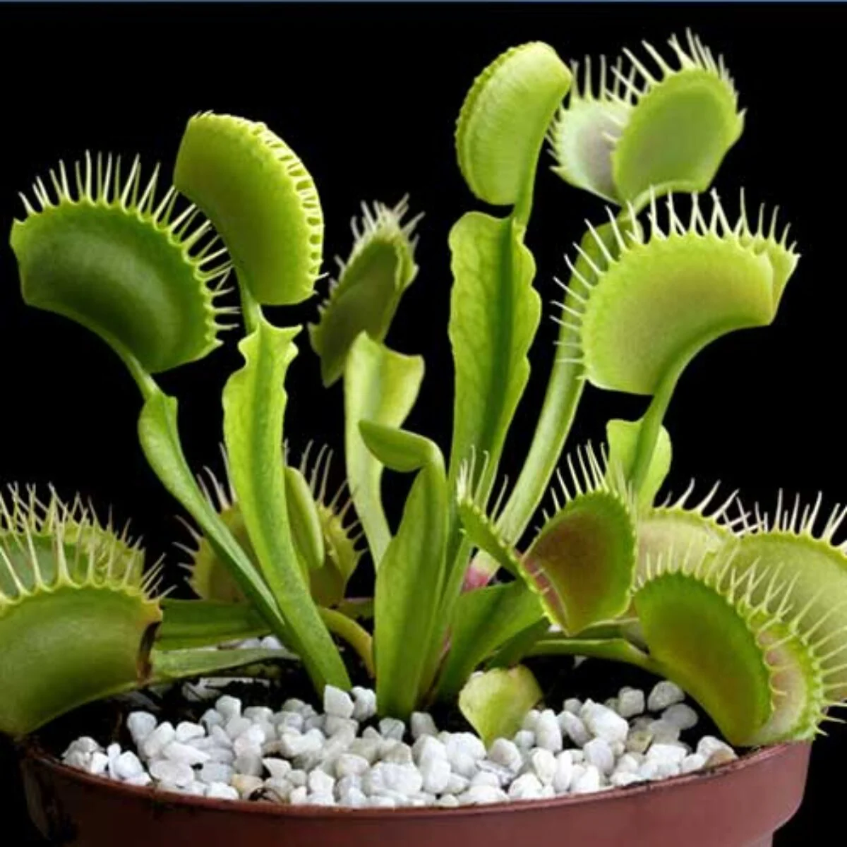 Venus Flytrap Seeds – Carnivorous Indoor Outdoor Plants, Full Sun Variety - Image 2
