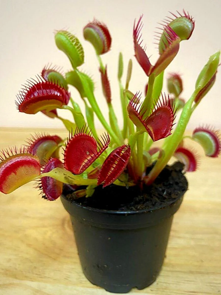 Venus Flytrap Seeds – Carnivorous Indoor Outdoor Plants, Full Sun Variety - Image 3