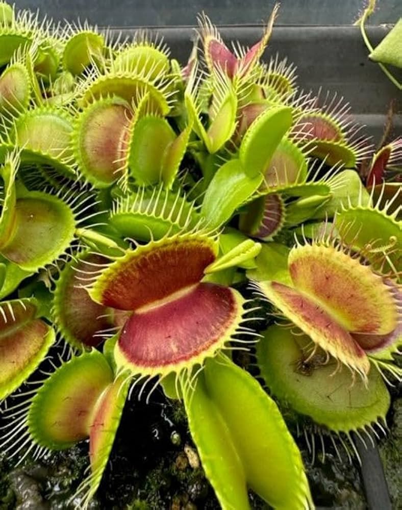 Venus Flytrap Seeds – Carnivorous Indoor Outdoor Plants, Full Sun Variety - Image 4