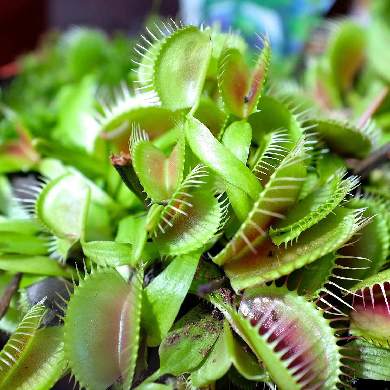 Venus Flytrap Seeds – Carnivorous Indoor Outdoor Plants, Full Sun Variety - Image 5
