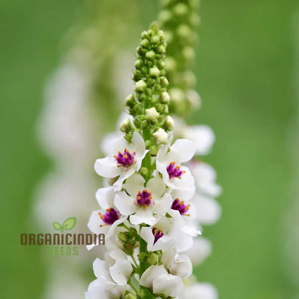 Verbascum Chaixii Album Seeds Planting : Elegant Perennial for Your Garden Sanctuary