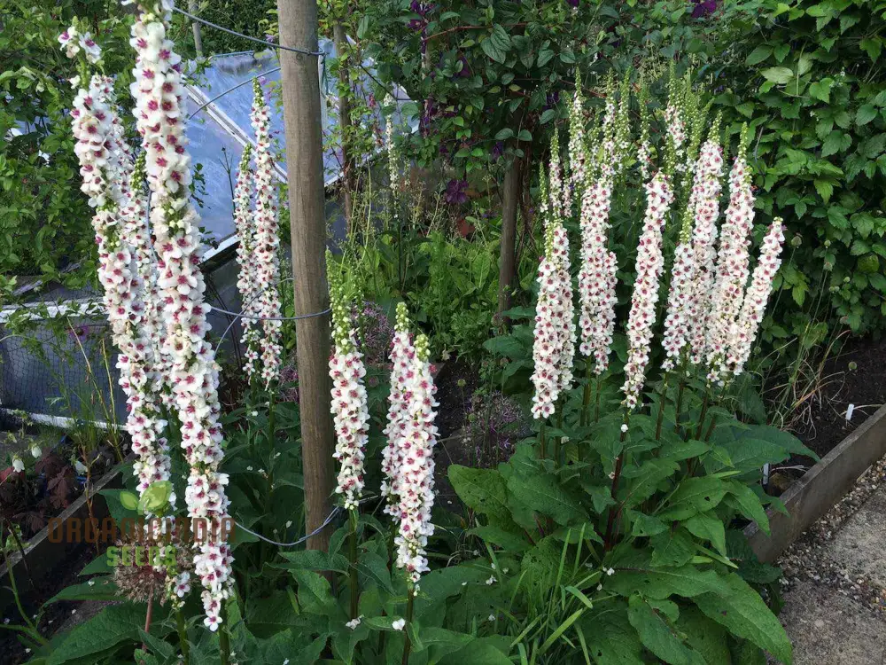 Verbascum Chaixii Album Seeds Planting : Elegant Perennial for Your Garden Sanctuary - Image 3