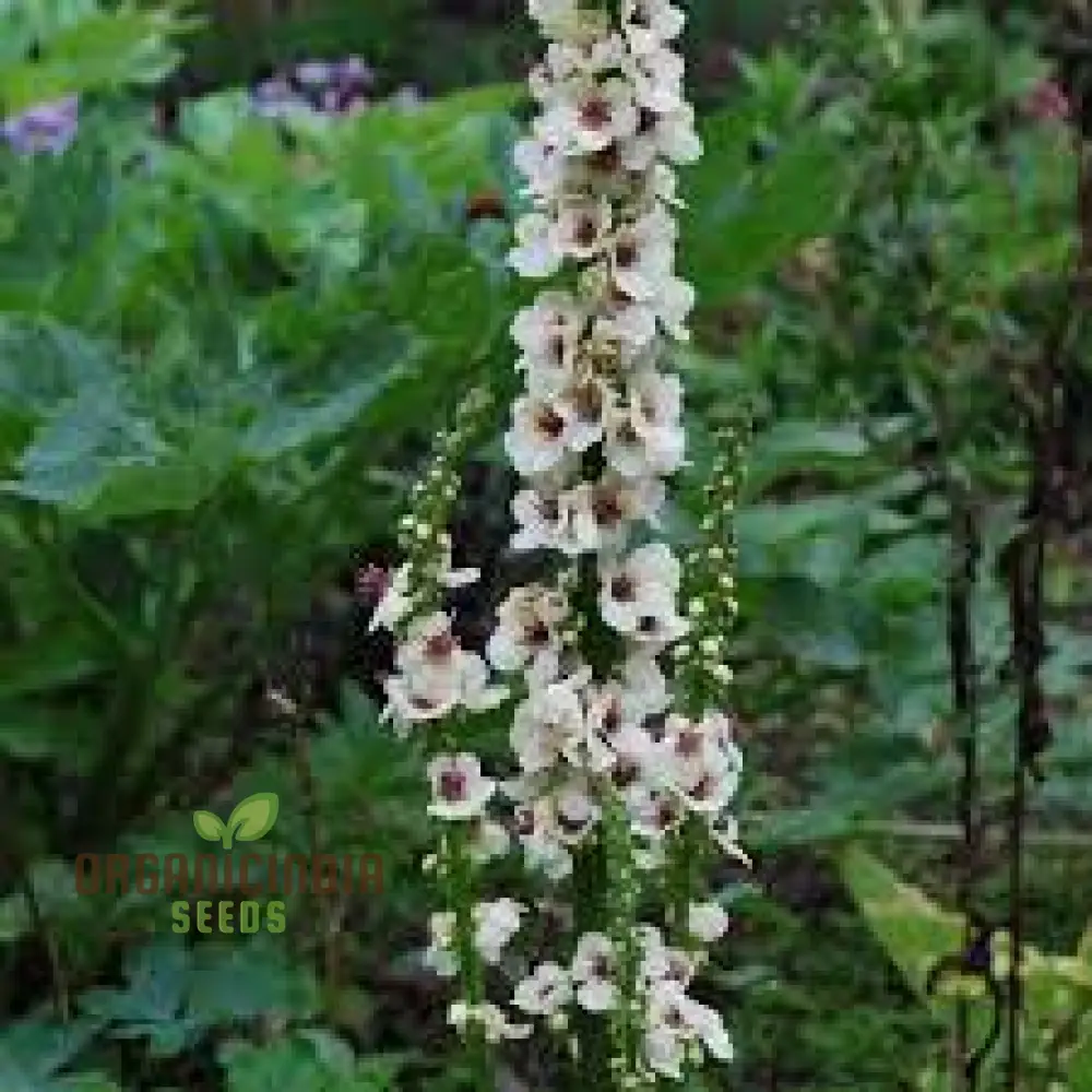 Verbascum Chaixii Album Seeds Planting : Elegant Perennial for Your Garden Sanctuary - Image 4