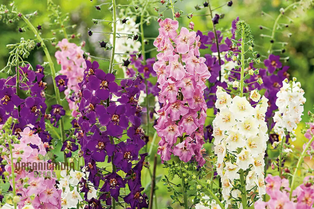 Verbascum Phoeniceum Flower Seeds For Planting: Graceful Perennial for Your Enchanted Garden Oasis - Image 3