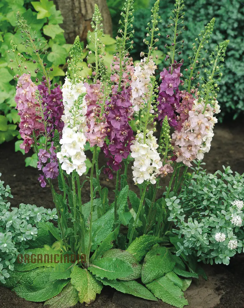 Verbascum Phoeniceum Flower Seeds For Planting: Graceful Perennial for Your Enchanted Garden Oasis - Image 4