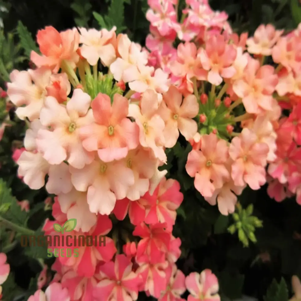 Verbena Apricot Flower Seeds - Grow Delightful Apricot-Colored Blooms in Your Garden - Image 3
