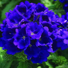 Verbena Blue Lagoon Seeds – Long-Blooming Perennial for Gardens & Containers - Image 4