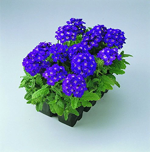 Verbena Blue Lagoon Seeds – Long-Blooming Perennial for Gardens & Containers - Image 5