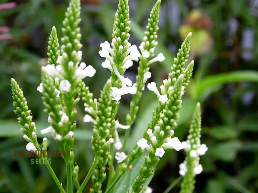 Verbena Hastata Alba Flower Seeds, Premium, Hardy White Blooms - Perfect for Pollinators & Garden Beauty