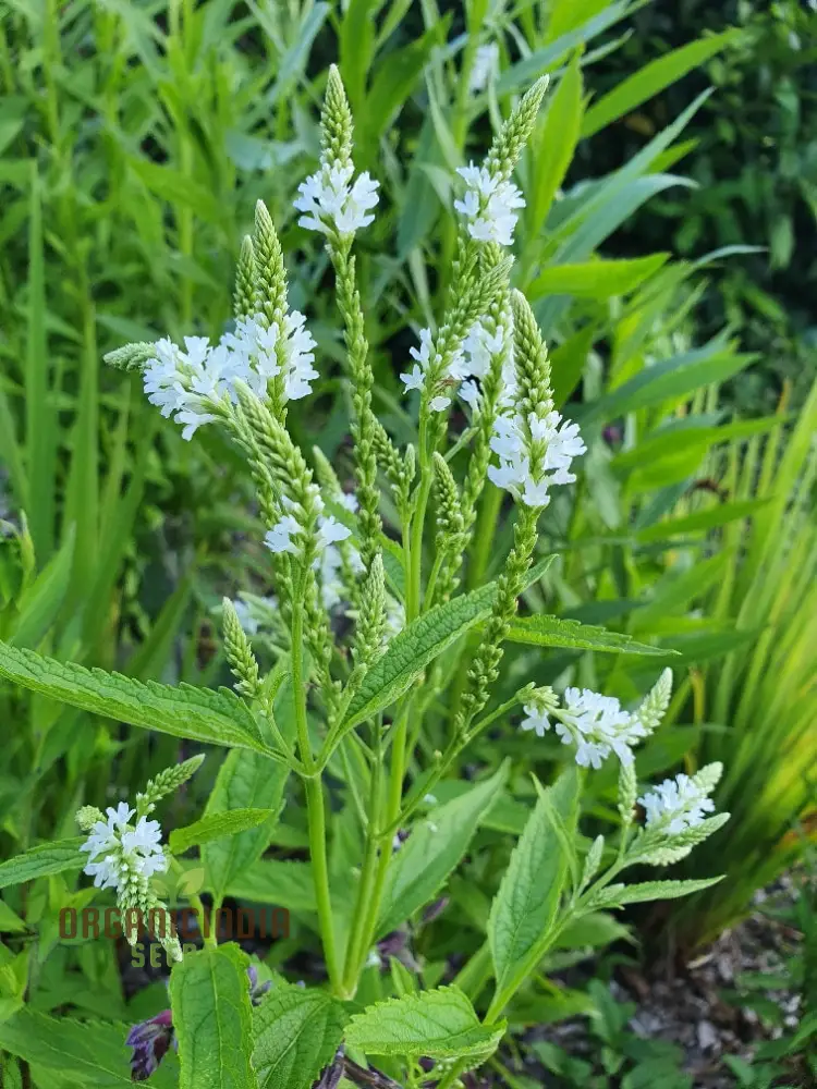 Verbena Hastata Alba Flower Seeds, Premium, Hardy White Blooms - Perfect for Pollinators & Garden Beauty - Image 3
