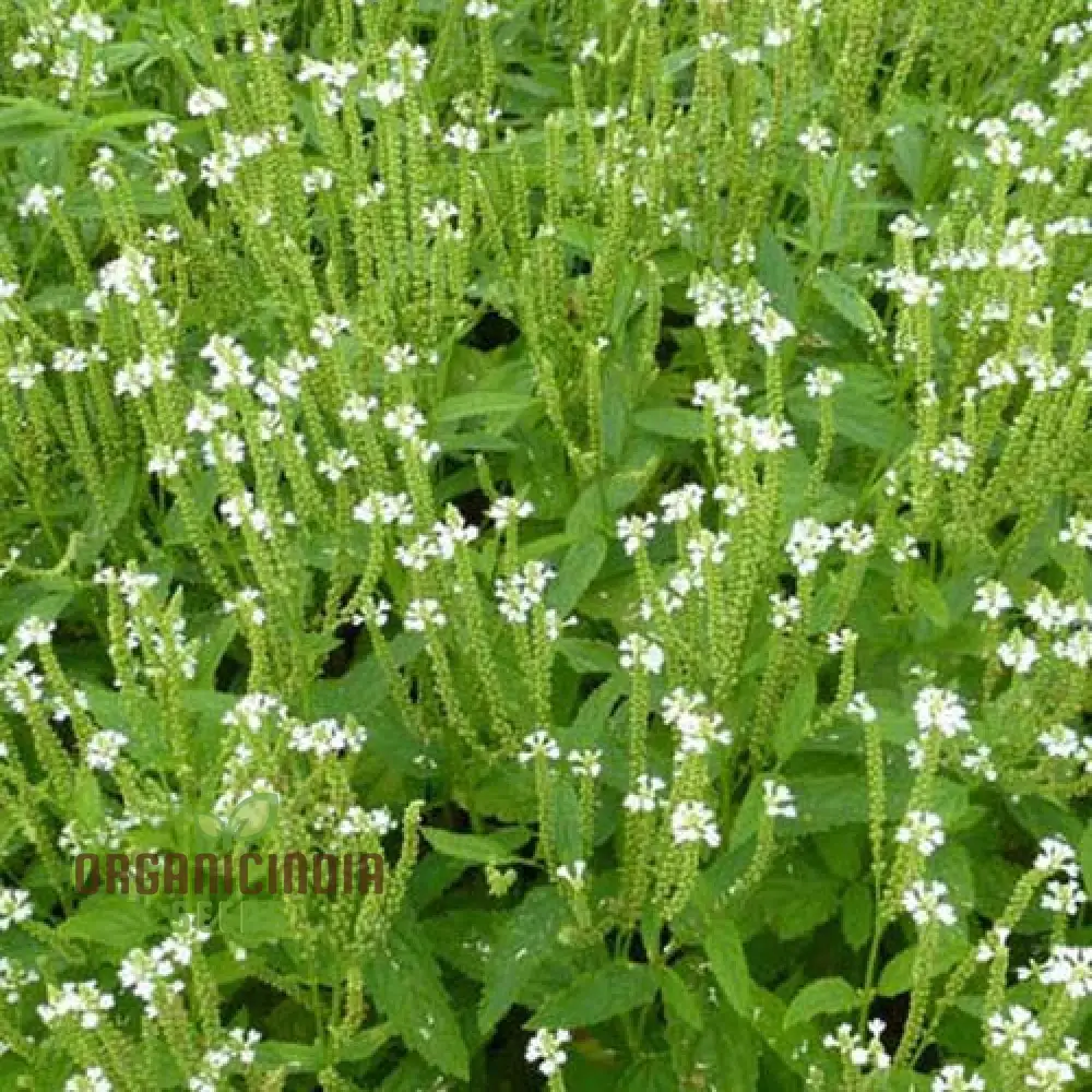 Verbena Hastata Alba Flower Seeds, Premium, Hardy White Blooms - Perfect for Pollinators & Garden Beauty - Image 4