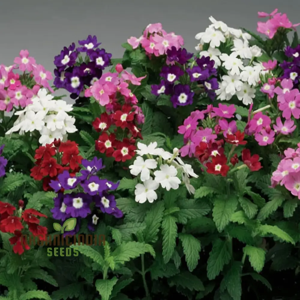 Verbena Ideal Mix Flower Seeds - Vibrant and Hardy Blooms for Stunning Garden Displays - Image 3