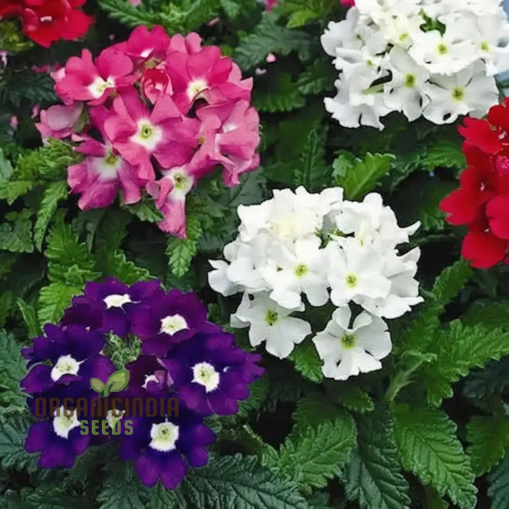 Verbena Ideal Mix Flower Seeds - Vibrant and Hardy Blooms for Stunning Garden Displays - Image 4
