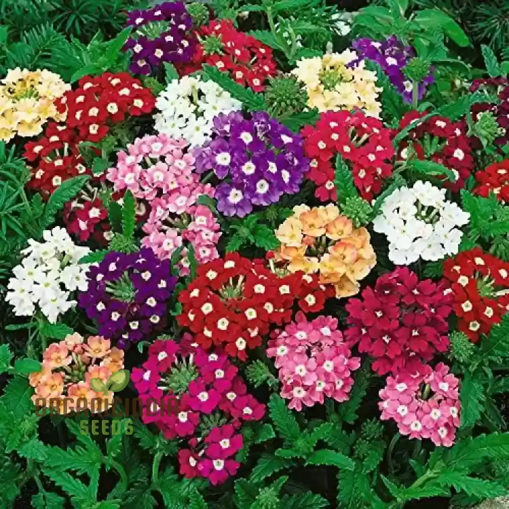 Verbena Idle Florist Mix Seeds - Premium Quality for Planting Delightful Flower Gardens - Image 3