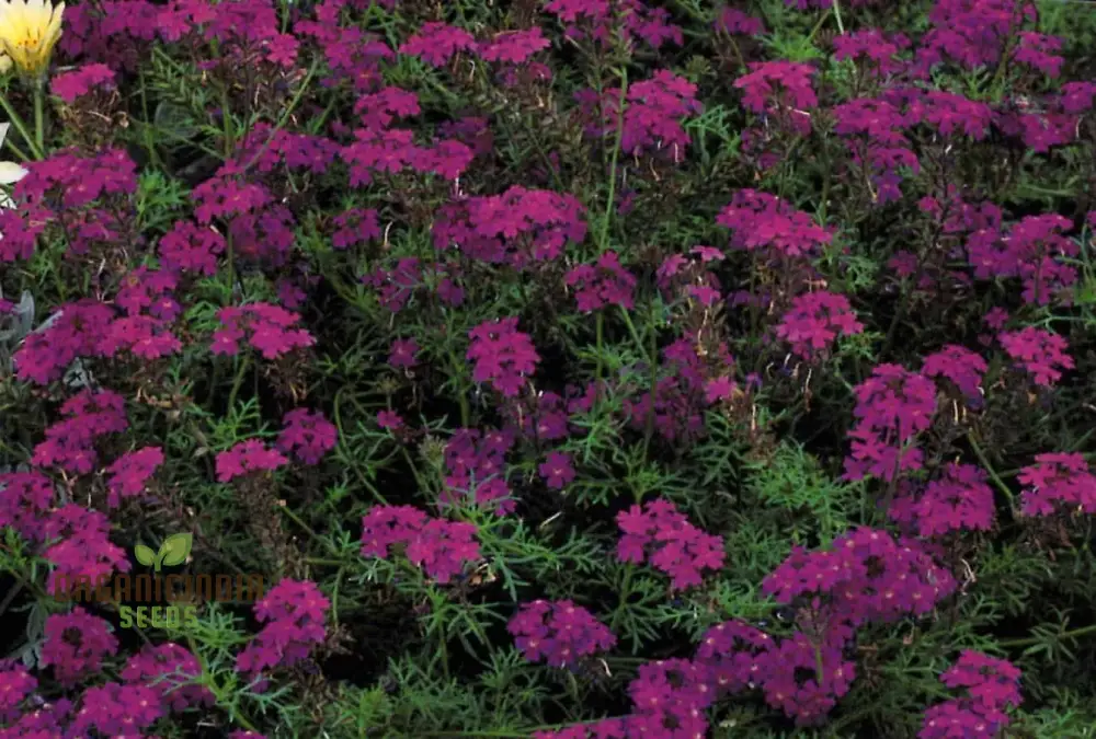 Verbena Imagination Flower Seeds For Planting: Cultivating Creative Gardens with Unique Plants and Gardening Supplies