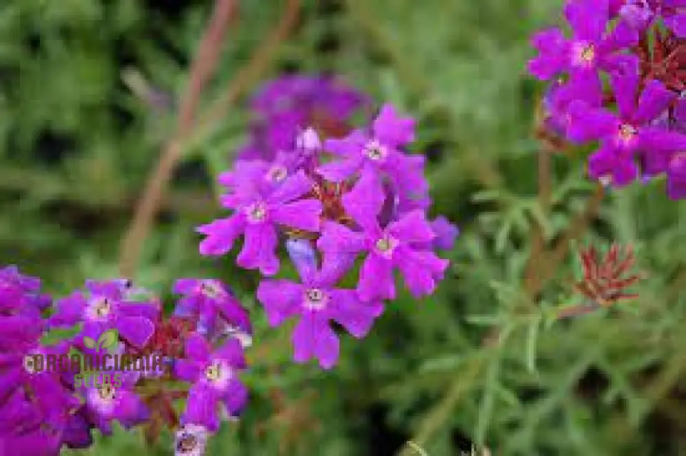 Verbena Imagination Flower Seeds For Planting: Cultivating Creative Gardens with Unique Plants and Gardening Supplies - Image 3