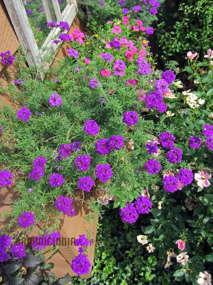 Verbena Imagination Flower Seeds For Planting: Cultivating Creative Gardens with Unique Plants and Gardening Supplies - Image 4