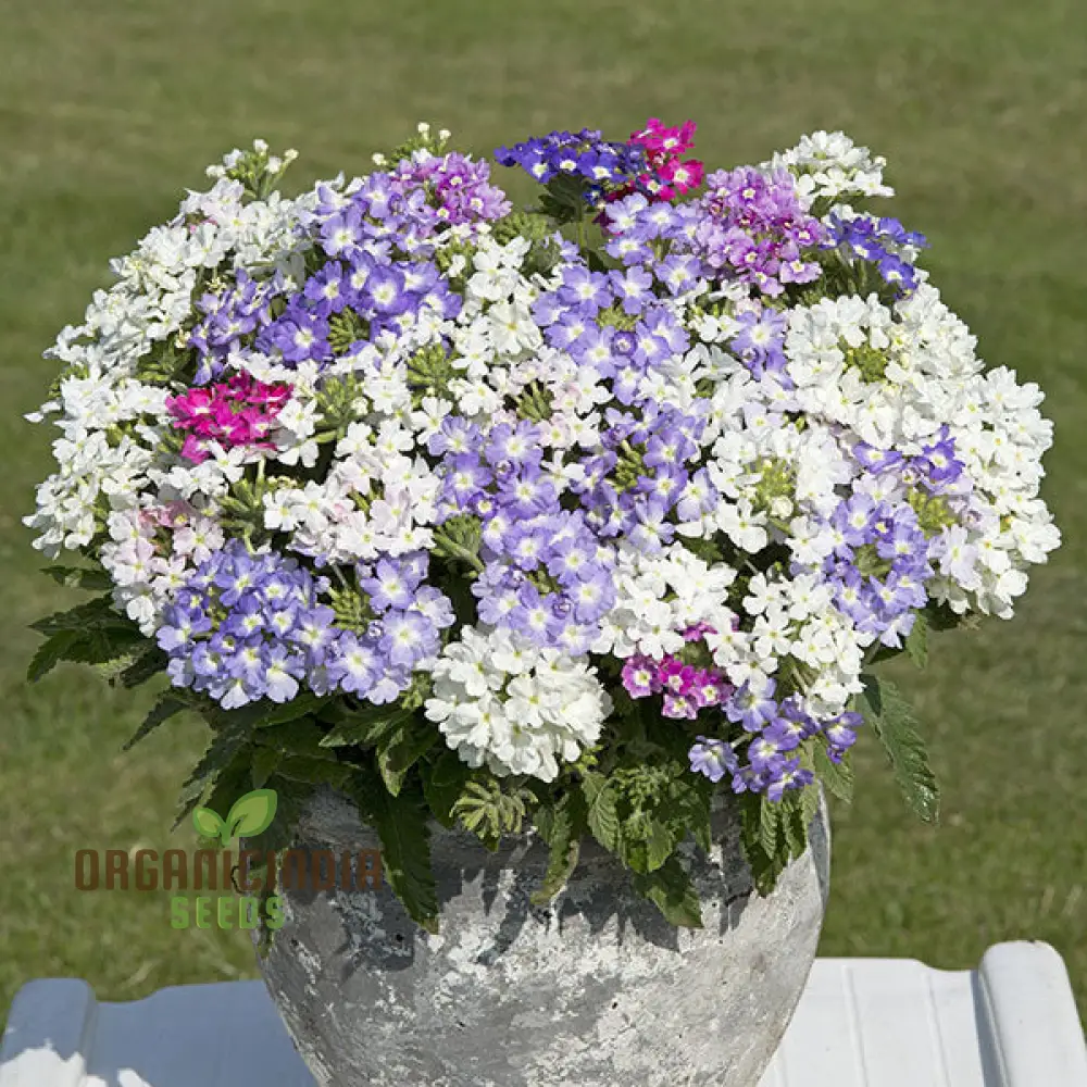 Verbena Scentsation Flower Seeds For Planting: Captivating Garden Aromas for Enthusiastic Plant Lovers - Image 3