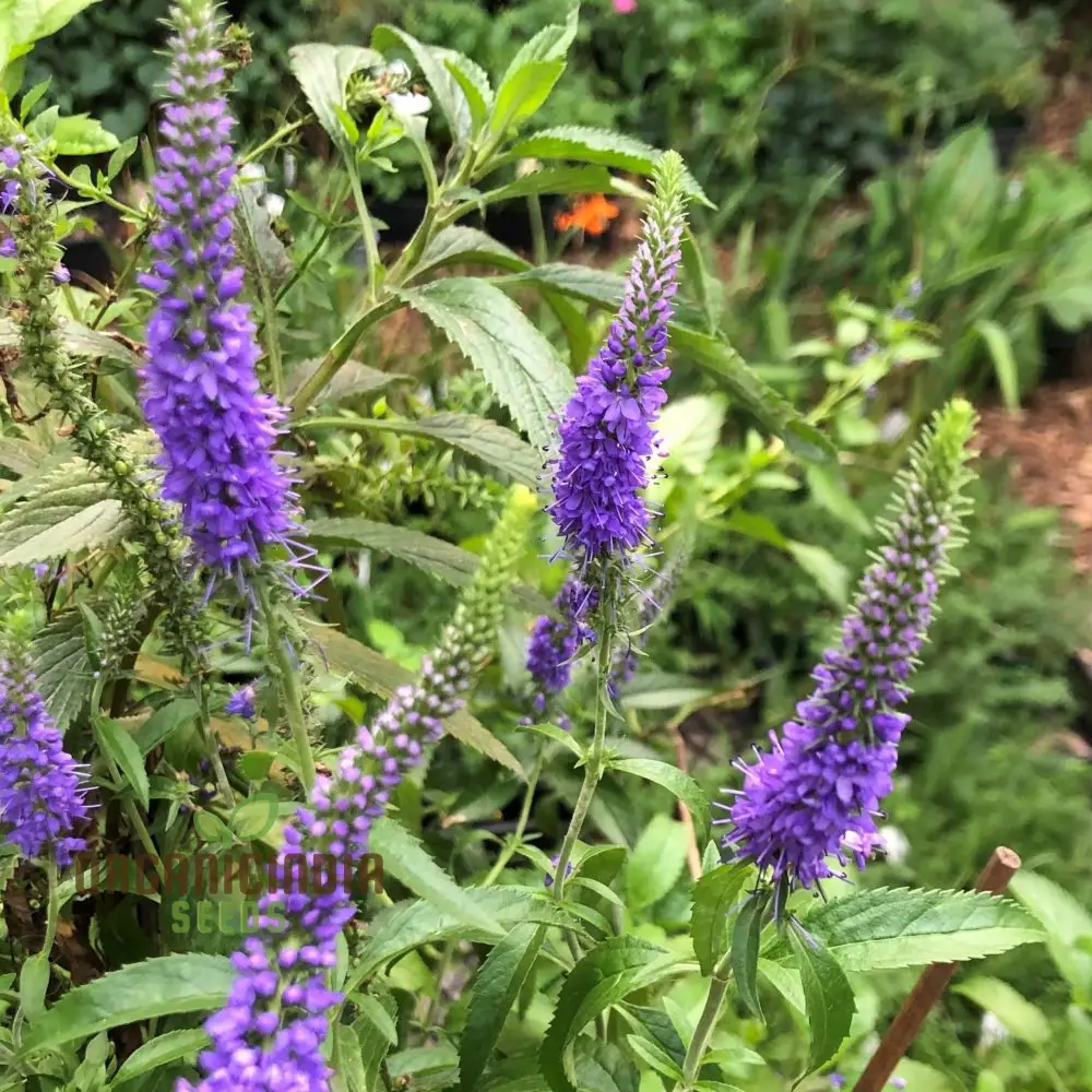Verbena x Hybrida Blue Flower Seeds, Premium Easy-to-Grow Annual Blooms for Stunning Garden