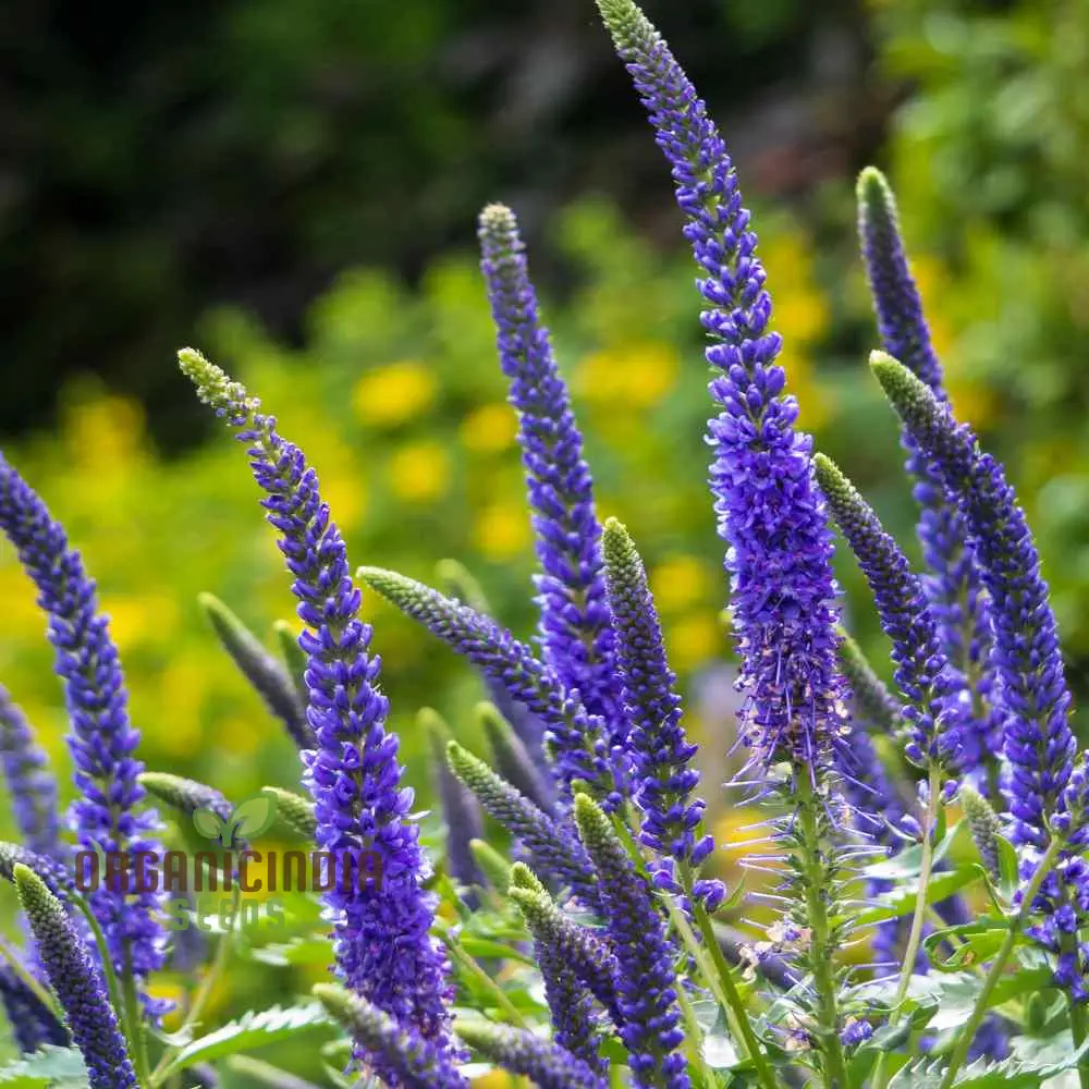 Verbena x Hybrida Blue Flower Seeds, Premium Easy-to-Grow Annual Blooms for Stunning Garden - Image 3