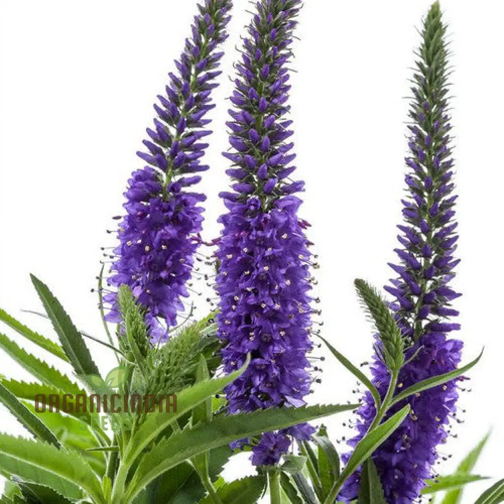 Verbena x Hybrida Blue Flower Seeds, Premium Easy-to-Grow Annual Blooms for Stunning Garden - Image 4