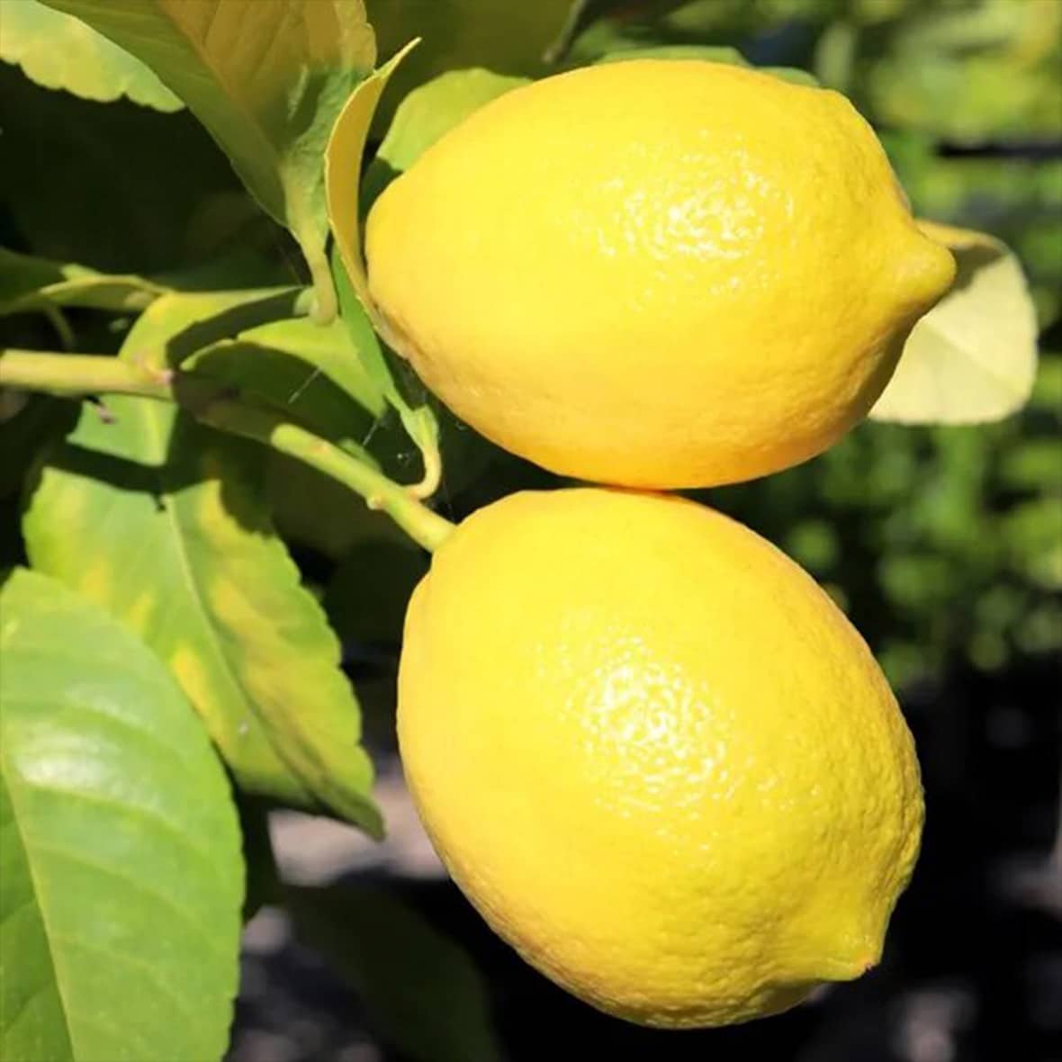Verna Lemon Seeds for Planting – Grow Flavorful Citrus Trees at Home