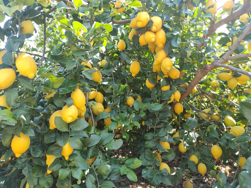 Verna Lemon Seeds for Planting – Grow Flavorful Citrus Trees at Home - Image 2