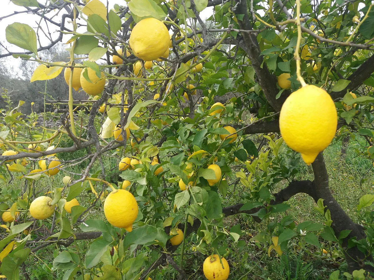 Verna Lemon Seeds for Planting – Grow Flavorful Citrus Trees at Home - Image 3
