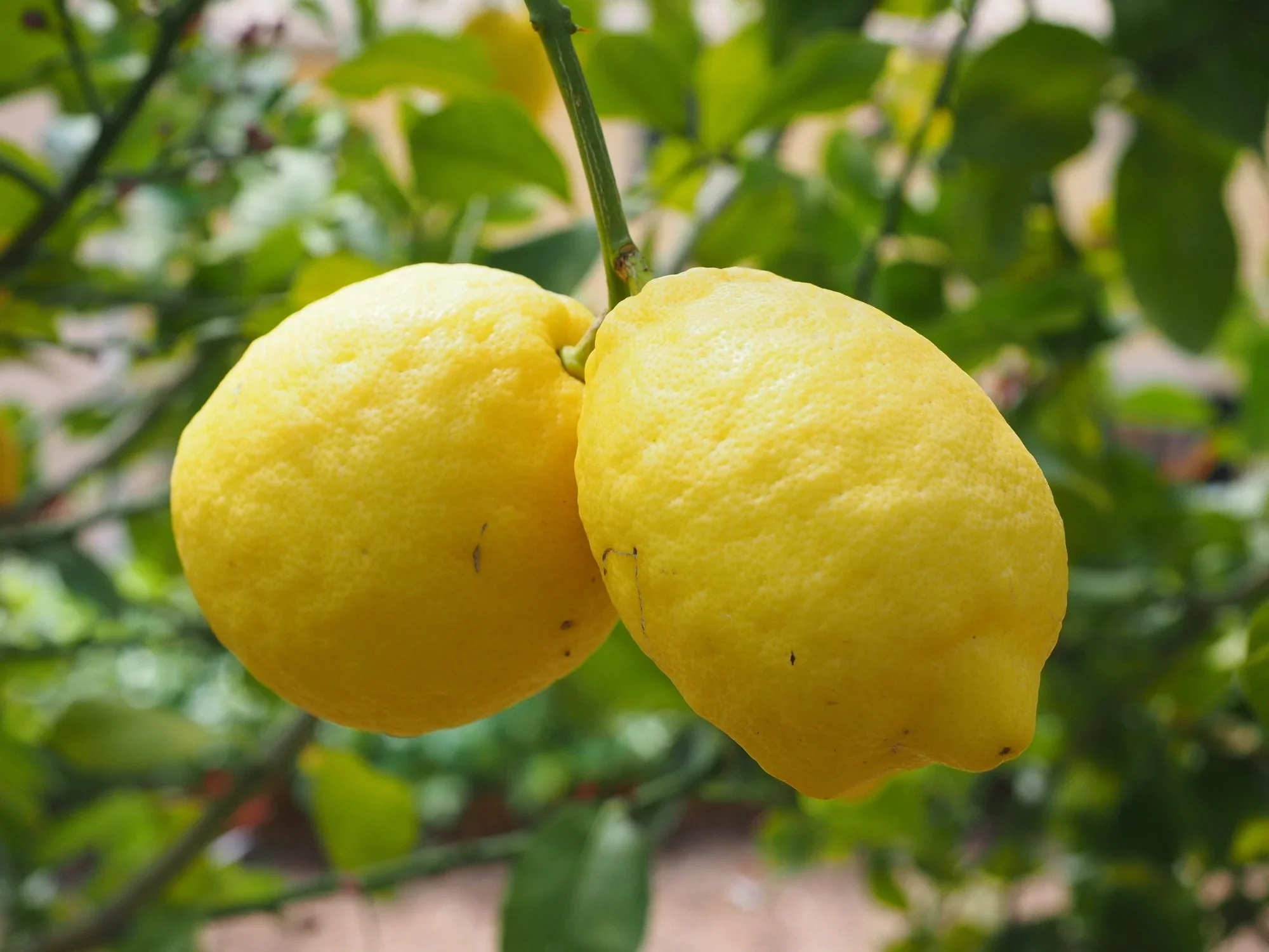 Verna Lemon Seeds for Planting – Grow Flavorful Citrus Trees at Home - Image 5