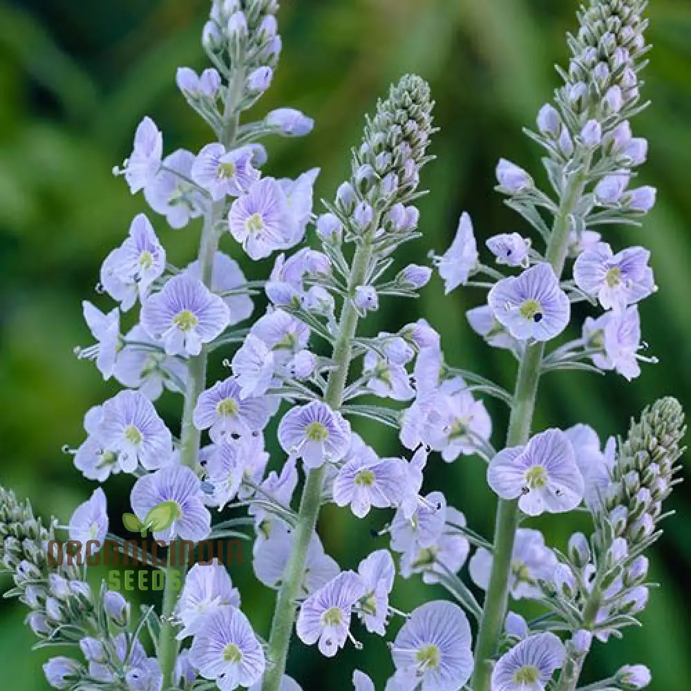 Veronica Gentianoides Flower Seeds for Planting, Hardy Perennial, Elegant Spikes of Sky-Blue Blooms for Your Garden