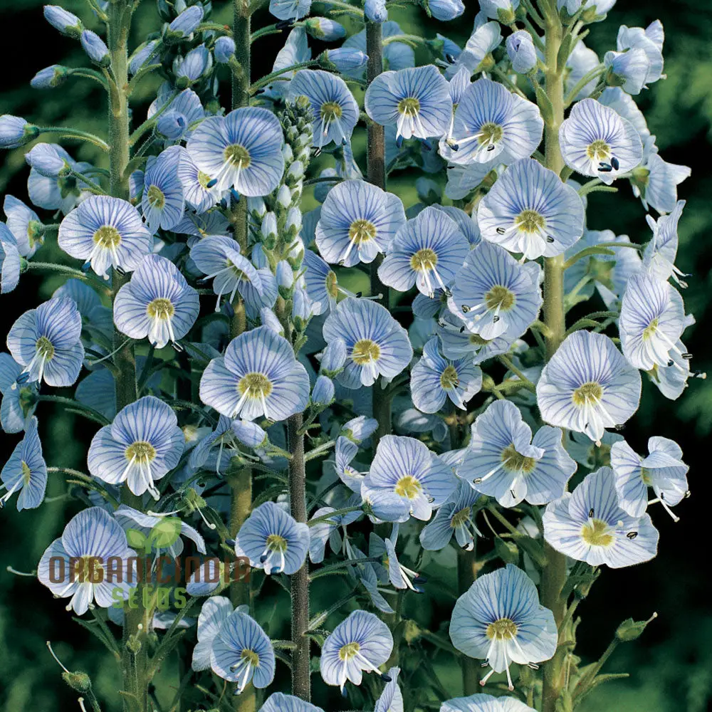Veronica Gentianoides Flower Seeds for Planting, Hardy Perennial, Elegant Spikes of Sky-Blue Blooms for Your Garden - Image 3