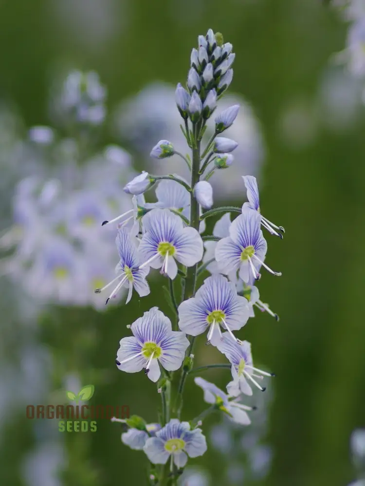 Veronica Gentianoides Flower Seeds for Planting, Hardy Perennial, Elegant Spikes of Sky-Blue Blooms for Your Garden - Image 4