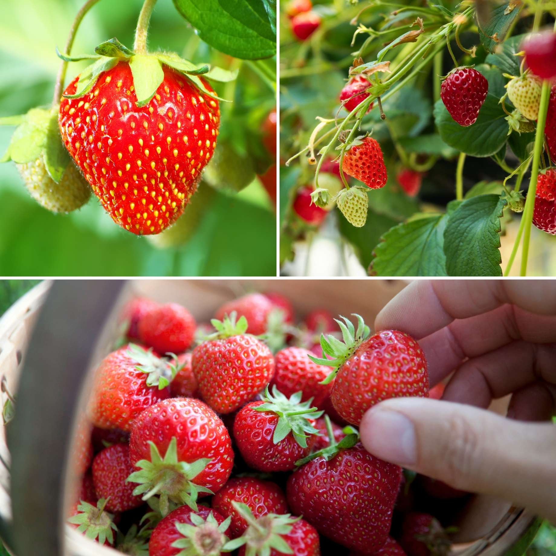 Vesca Baron Strawberry (Fragaria vesca) – Solemacher Berry Seeds