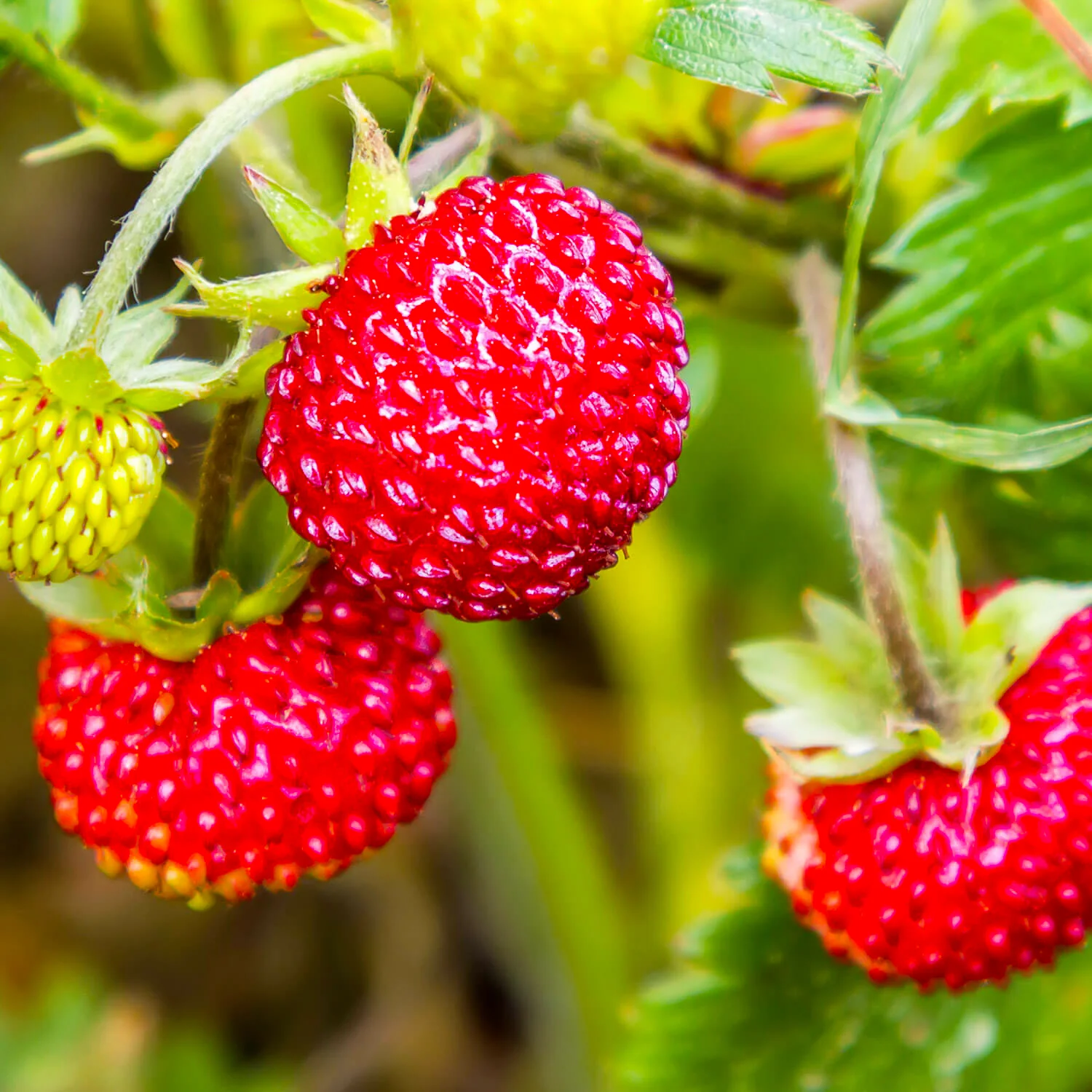 Vesca Baron Strawberry (Fragaria vesca) – Solemacher Berry Seeds - Image 3
