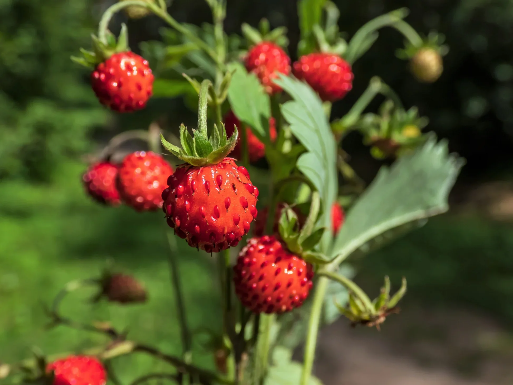 Vesca Baron Strawberry (Fragaria vesca) – Solemacher Berry Seeds - Image 4