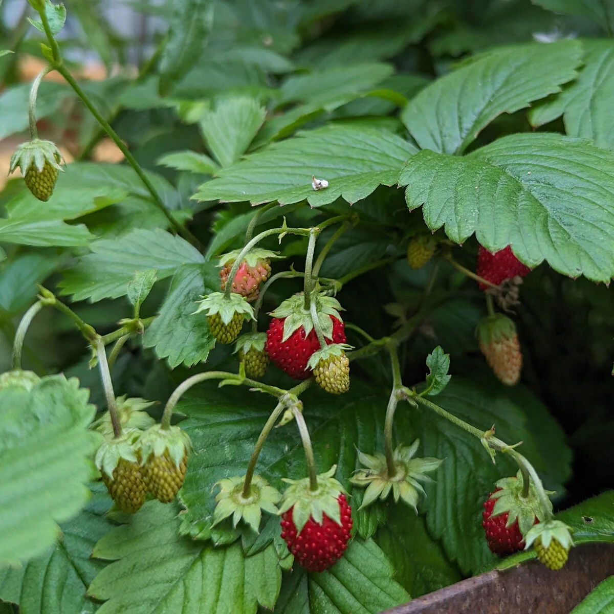 Vesca Baron Strawberry (Fragaria vesca) – Solemacher Berry Seeds - Image 5
