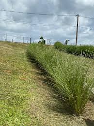 Vetiver Plant Seeds, Fresh, Generic - Image 3