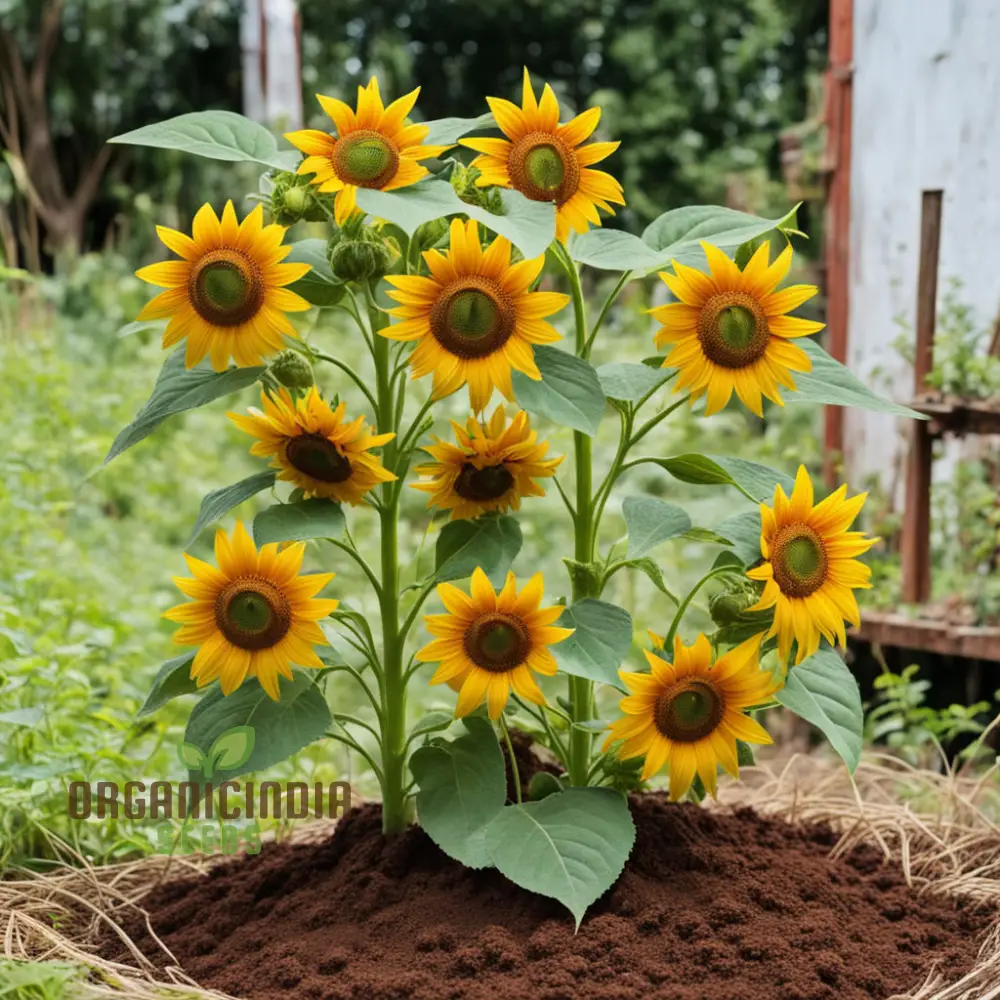 Vibrant Chocolate Sunflower Seeds - Grow Stunning Sunflowers with Rich Chocolate Petals - Image 3