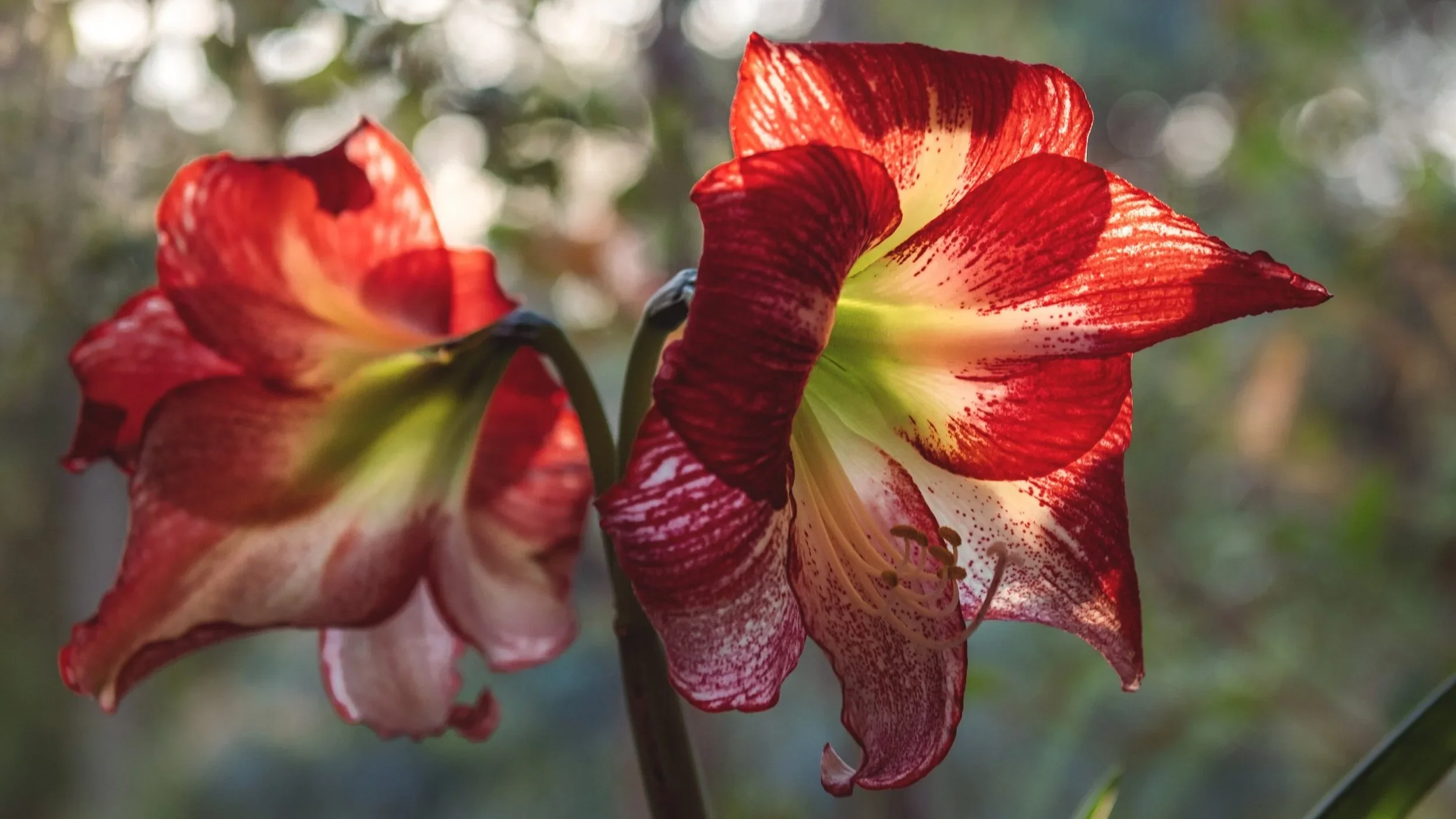 Vibrant Amaryllis Bulbs for a Perfect Garden Ensemble(3 Bulbs in a pack for planting) - Image 3