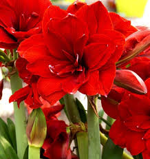 Vibrant Amaryllis Bulbs for a Perfect Garden Ensemble(3 Bulbs in a pack for planting) - Image 4