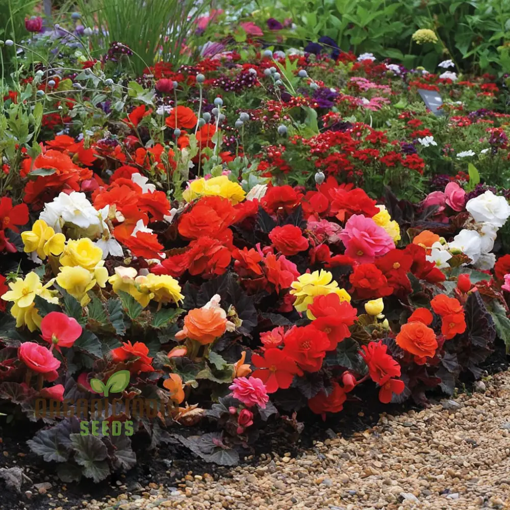 Begonia Tuberous Non-Stop Mocca F1 Mixed - Year-Round Blooms for Your Garden