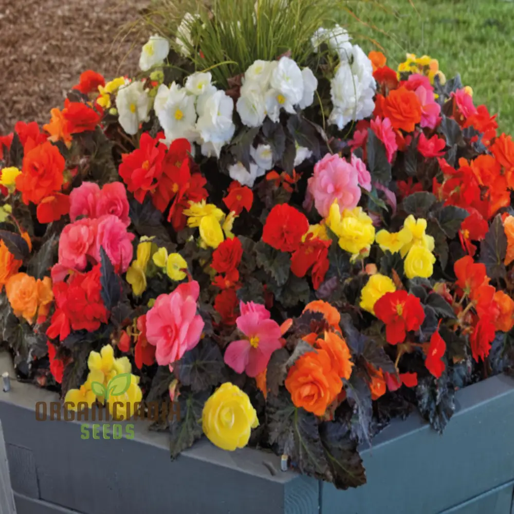 Begonia Tuberous Non-Stop Mocca F1 Mixed - Year-Round Blooms for Your Garden - Image 3