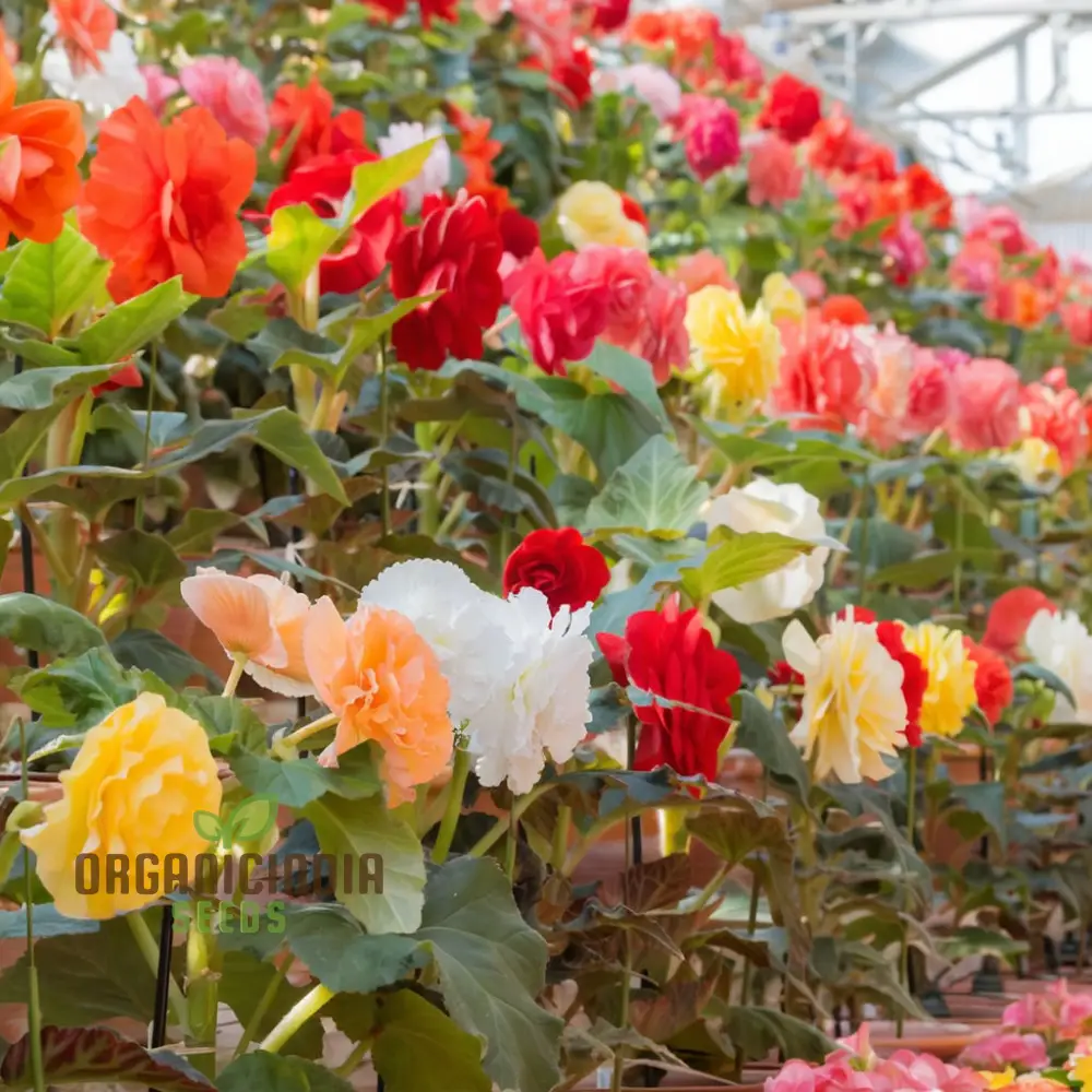 Begonia Tuberous Non-Stop Mocca F1 Mixed - Year-Round Blooms for Your Garden - Image 4