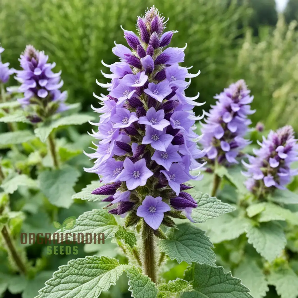 Purple Horehound Flower Seeds Elevate Your Gardening Experience with Distinctive, Vibrant Flowers