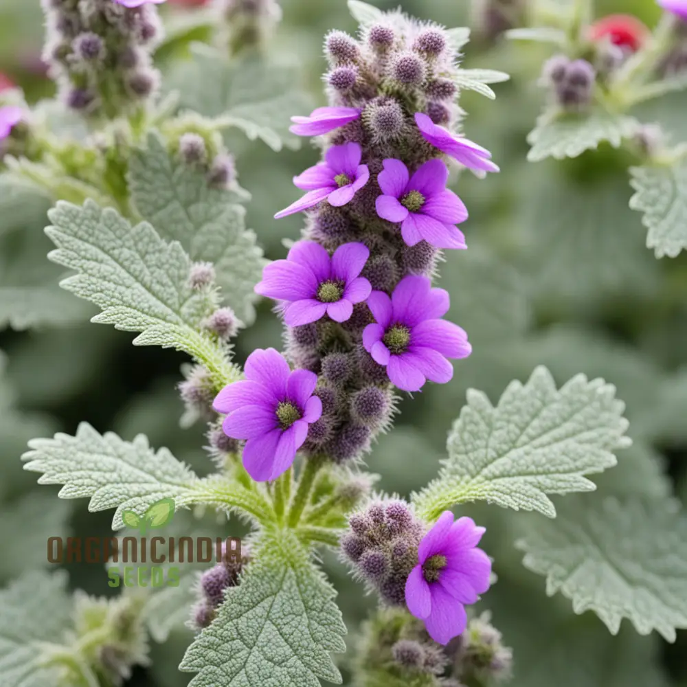 Purple Horehound Flower Seeds Elevate Your Gardening Experience with Distinctive, Vibrant Flowers - Image 3