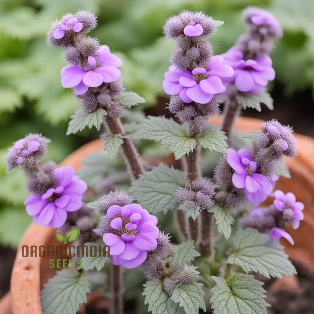 Purple Horehound Flower Seeds Elevate Your Gardening Experience with Distinctive, Vibrant Flowers - Image 4